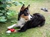 Australian shepherd Zion Himmelhund