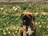 Boxer Buster baby