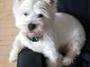 West highland white terrier Hanks