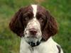 Engelsk springer spaniel Chili Love (Diamond Ring Love Of My Life)