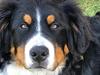 Berner sennenhund Kingo