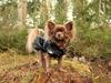 Chihuahua Boss