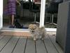 Pomeranian Aya