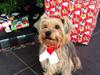 Yorkshire terrier Mille 