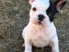 Fransk bulldog Bodil