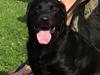 Labrador retriever Kevin