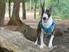 Bullterrier Qwerty (Danmar Bull's Rainbow Dash) [ Himmelhund]