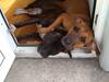 Staffordshire bull terrier Anton