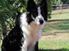 Border collie chang