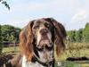 Kleiner münsterländer Coda [ Himmelhund]