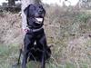 Labrador retriever uzo