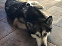 Alaskan malamute Cheff