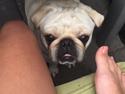 Mops Muggi