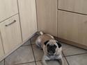Mops King