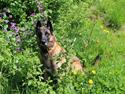 Malinois Zorba