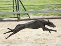 Whippet Madakis deepest blue