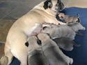 Mops Lilly