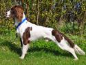 Field Trial Springer Spaniel Whisky