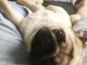 Mops Alpha