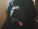 Newfoundlænder Noah