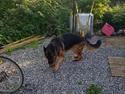 Schæferhund Sarco