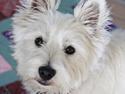 West highland white terrier Saga