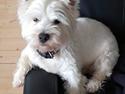 West highland white terrier Hanks