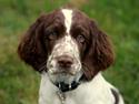 Engelsk springer spaniel Chili Love (Diamond Ring Love Of My Life)