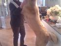 Anatolsk hyrdehund Humarim