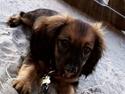 Dværggravhund Albi