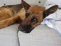 Schæferhund Arijel's Fidji