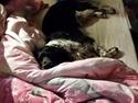 Engelsk springer spaniel (Aflivet) Basse