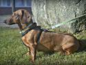 Gravhund Valder