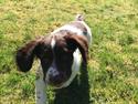 Field Trial Springer Spaniel Alba