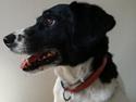 Dansk svensk gaardhund Emma