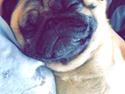 Mops Basically Jingles (Pjevs)