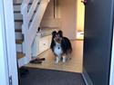 Shetland sheepdog Malik