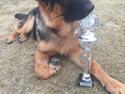 Schæferhund Team Thomsebo Homey "Hector"
