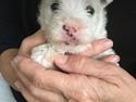West highland white terrier La gry's Emilius
