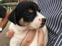 Dansk svensk gaardhund Pjevs