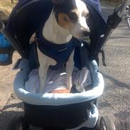 Dansk svensk gaardhund Milo My soulmate