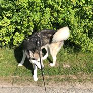 Alaskan malamute Cheff