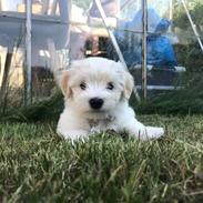 Bichon havanais Marlin