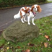 Cavalier king charles spaniel Rosa