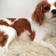 Cavalier king charles spaniel Rosa