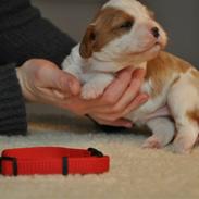 Cavalier king charles spaniel Rosa