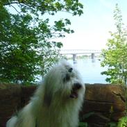 Coton de tulear King