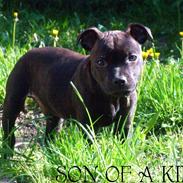 Staffordshire bull terrier BoB Marley