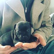 Staffordshire bull terrier BoB Marley