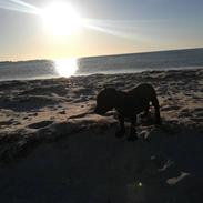 Staffordshire bull terrier BoB Marley